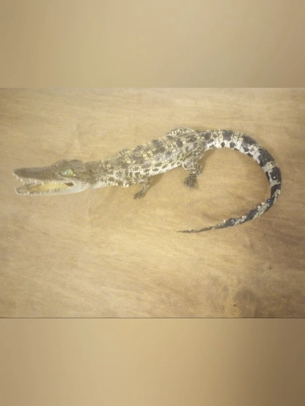 Alligator Decor